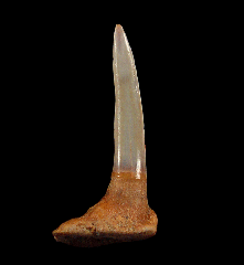 Pristiophorous Saw shark tooth for sale | Buried Treasure Fossils