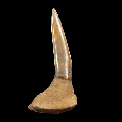 Saw shark  tooth for sale | Buried Treasure Fossils