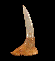 Large Pristiophorous lanceolatus tooth for sale 