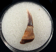 Pristiophorous Saw shark tooth for sale | Buried Treasure Fossils
