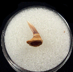 Juvenile Chilean Saw shark rostal tooth 