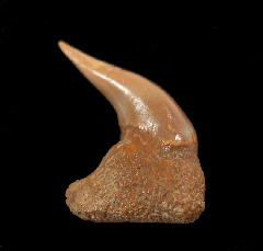 Real Megamouth shark tooth for sale