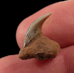 Real Megamouth shark tooth for sale