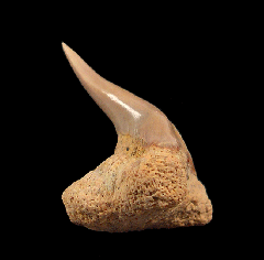 Real Megamouth shark tooth for sale