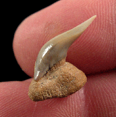 Real Megamouth shark tooth for sale