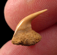 Real Megamouth shark tooth for sale 