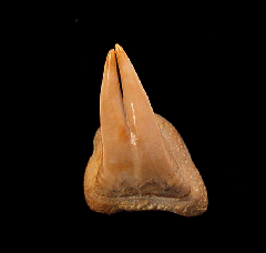 Pathologic Megachasma tooth for sale 