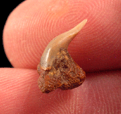 Large Megachasma tooth for sale