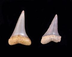 Isurus oxyrinchus                       
