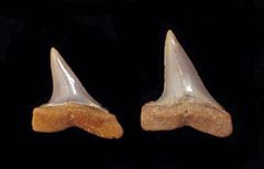 Isurus oxyrinchus                       