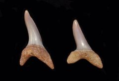 Isurus oxyrinchus                       