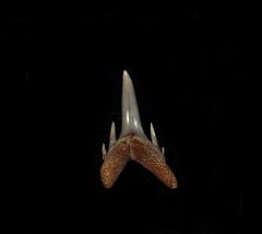 Odontaspis ferox