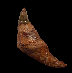 Rare Chilean Scaldicetus tooth for sale | Buried Treasure 