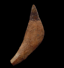 Scaldicetus whale tooth for sale from Chile | Buried Treasure Fossils