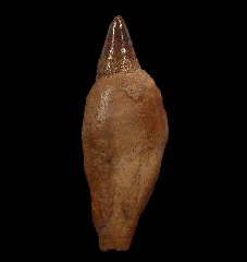 Rare Chilean Scaldicetus tooth for sale | Buried Treasure 