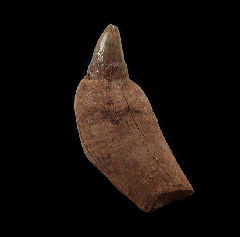 Rare Chilean Scaldicetus tooth for sale | Buried Treasure 