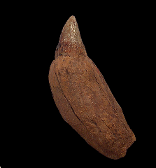 Rare Chilean Scaldicetus tooth for sale | Buried Treasure 