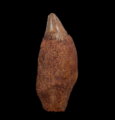Scaldicetus sp. - Sperm Whale