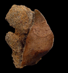 Rare Chilean Scaldicetus tooth for sale | Buried Treasure 