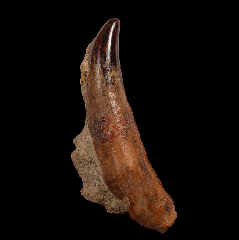Orcinus sp. Killer Whale tooth from Chile | Buried Treasure 