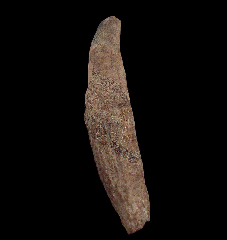 Chilean Scaldicetus tooth for sale | Buried Treasure