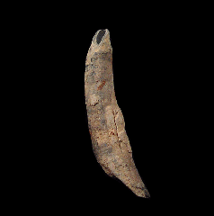 Physeteridae whale tooth from Chile | Buried Treasure Fossils