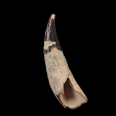 Sperm whale tooth for sale | Buried Treasure Fossils