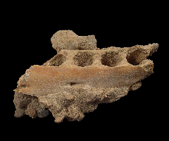 Scaldicetus whale jaw from Chile | Buried Treasure Fossils
