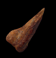 Marine Turltle Claw