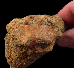 Spheniscus penguin toe fossil | Buried Treasure Fossils