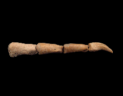 Spheniscus penguin toe fossil | Buried Treasure Fossils