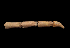 Brachydelphis tooth from Chile | Buried Treasure Fossils