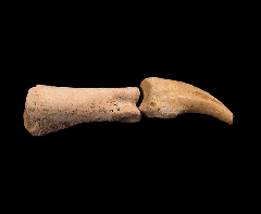 Penguin or Bird Toe - Chile