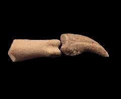 Chilean penguin toe  | Buried Treasure Fossils