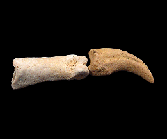 Brachydelphis tooth from Chile | Buried Treasure Fossils