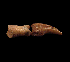 Brachydelphis tooth from Chile | Buried Treasure Fossils