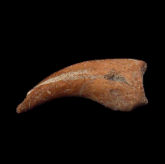 Brachydelphis tooth from Chile | Buried Treasure Fossils
