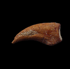 Brachydelphis tooth from Chile | Buried Treasure Fossils