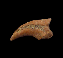 Brachydelphis tooth from Chile | Buried Treasure Fossils