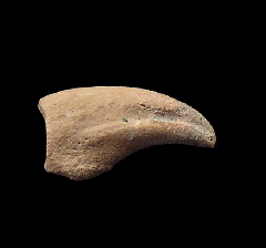 Bird claw from Chile | Buried Treasure Fossils