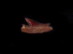 Echinorhinus blakei                 