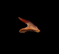Bramble shark dermal spine