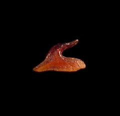 Echinorhinus blakei dermal spine