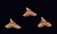 Galeorhinus galeus                   