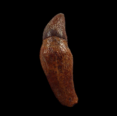 Chilean Brachydelphis dolphin tooth | Buried Treasure Fossils 