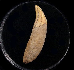 Extra Large Chilean Dolphin tooth | Buried Treasure Fossils