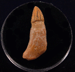 Extra Large Chilean Dolphin tooth | Buried Treasure Fossils