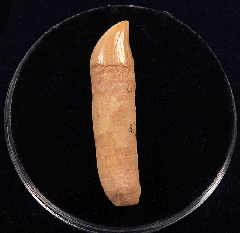 Brachydelphis tooth from Chile | Buried Treasure Fossils