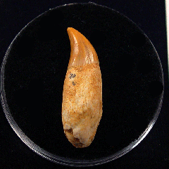 Miocene Dolphin tooth | Buried Treasure Fossils