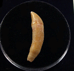 Chilean Dolphin tooth for sale | Buried Treasure Fossils